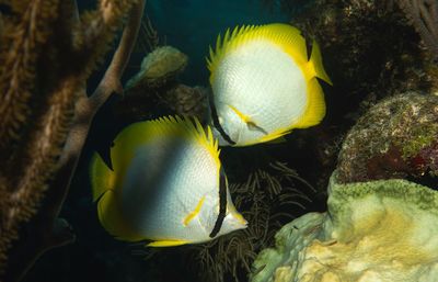 Close-up of fish swimming in sea