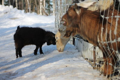 Goats during winter