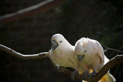 Close-up of parrot perching on branch