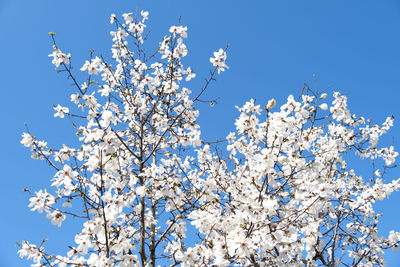 Low angle view of cherry blossom tree against blue sky