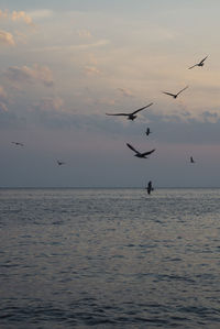 Silhouette birds flying over sea against sky at sunset