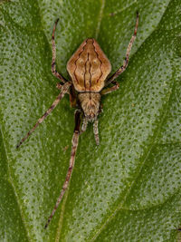 Close-up of spider on leaf