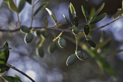 Close-up of fruit growing on tree