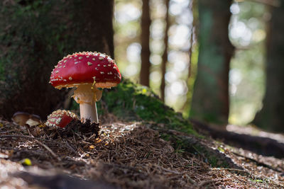 Close-up of mushroom growing in forest