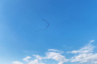 Low angle view of birds flying in sky