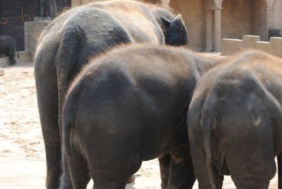 View of elephant on land