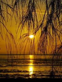 Silhouette plants by sea against sky during sunset