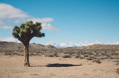 Joshua tree in desert against sky