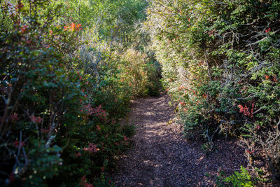 Footpath amidst trees in forest