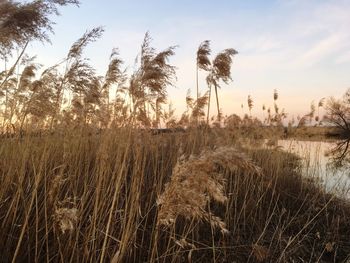 Plants growing on land against sky