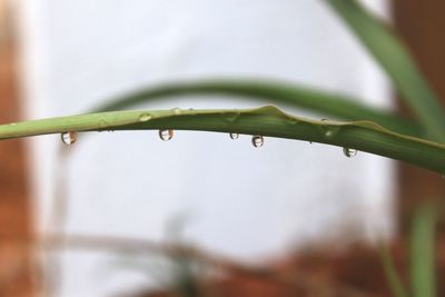 Close-up of wet plant