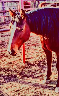 Close-up of horse standing outdoors