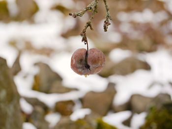 Close-up of fruits on tree