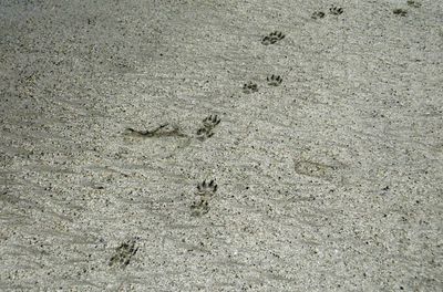 High angle view of footprints on sand