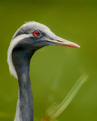 Close-up of a bird