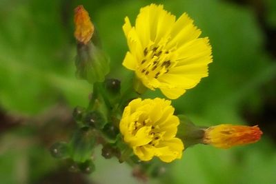 Close-up of insect on yellow flower