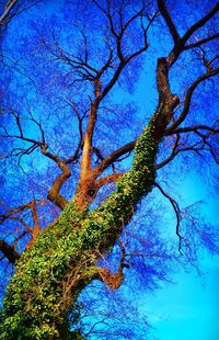 Low angle view of bare trees against blue sky