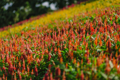 Close-up of red flowering plants on land