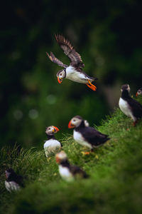 Birds on field