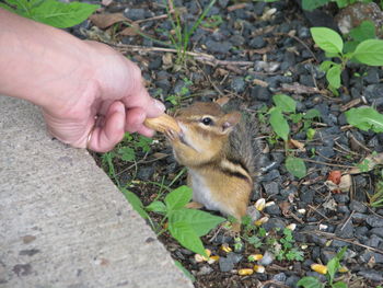 One person feeding squirrel