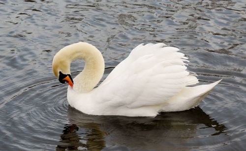 Swan floating on lake