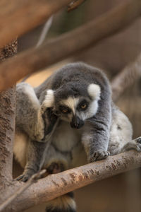 Close-up portrait of a lemur