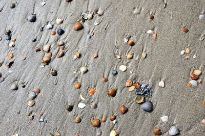 Full frame shot of shells on sand