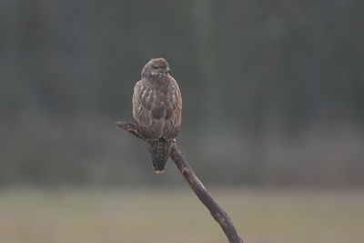 Close-up of bird perching on branch