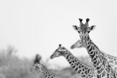 Portrait of giraffe against clear sky