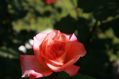 Close-up of pink rose