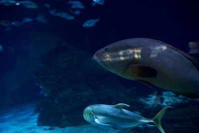 Set of goldfish in the ocean, clear sand, sea bottom