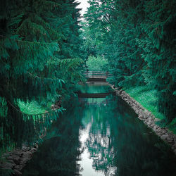 Scenic view of lake in forest