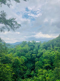 Scenic view of forest against sky