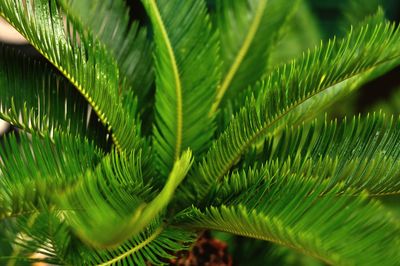 Close-up of plant growing outdoors