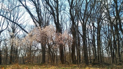 Low angle view of trees against sky