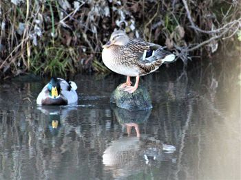 Birds in water