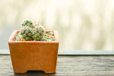 Close-up of potted plant on table