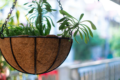 Close-up of dry leaves hanging on potted plant