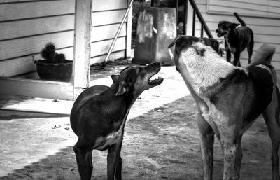 View of two dogs