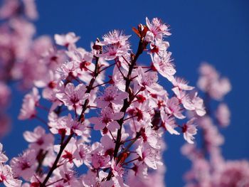 Low angle view of cherry blossoms against sky