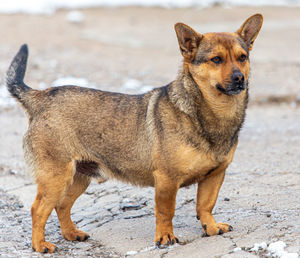 Portrait of dog looking away