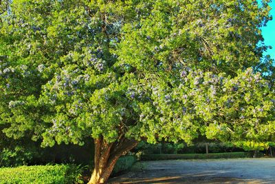 Trees against clear sky