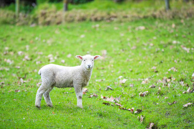 Portrait of sheep standing on field