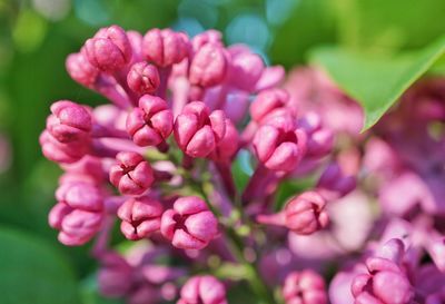 Close-up of pink flowering plant