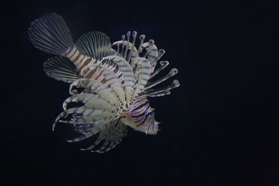 Close-up of jellyfish against black background