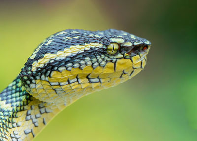 Close-up of snake