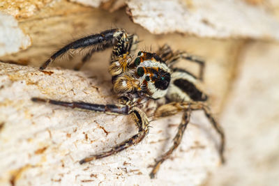A macro-photo  of a mail jumping  spider 