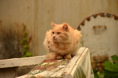 Portrait of cat