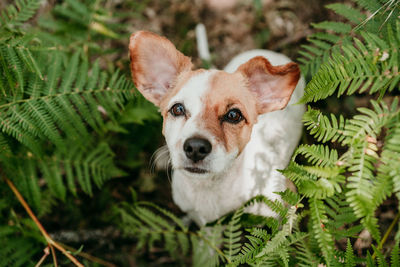 Top view of cute jack russell dog sitting in forest among fern green leaves. nature and pets