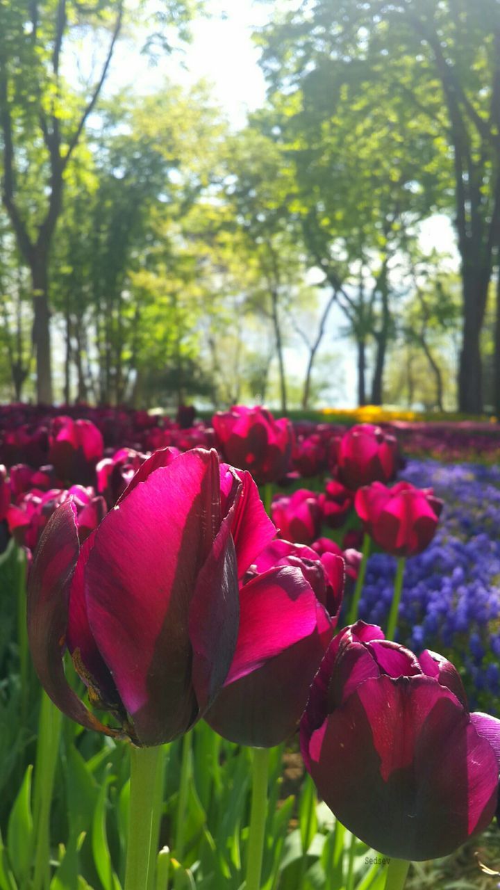 flower, petal, beauty in nature, nature, growth, fragility, flower head, pink color, red, freshness, tulip, blooming, no people, plant, day, outdoors, close-up, tree